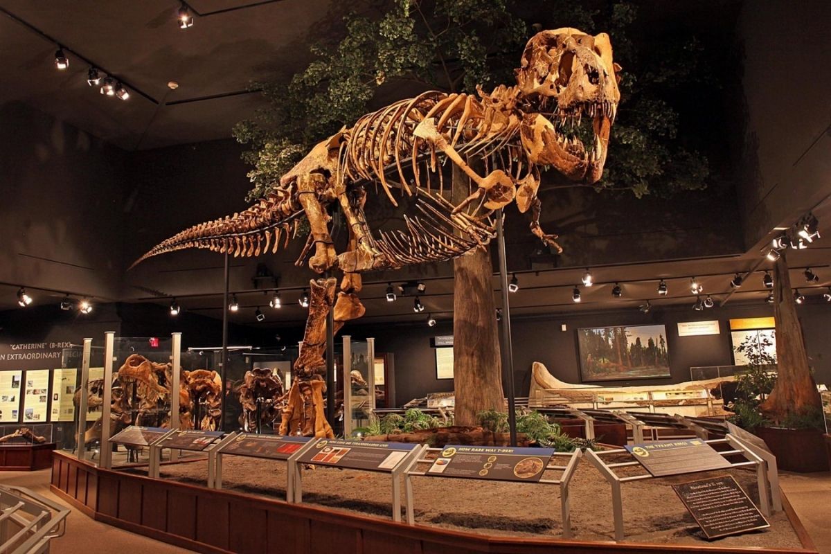 Museum-of-the-rockies-near-penrose-bozeman-montana