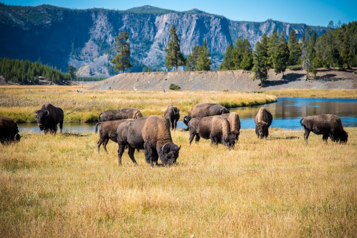 yellowstone wildlife | The Penrose Bozeman Mt