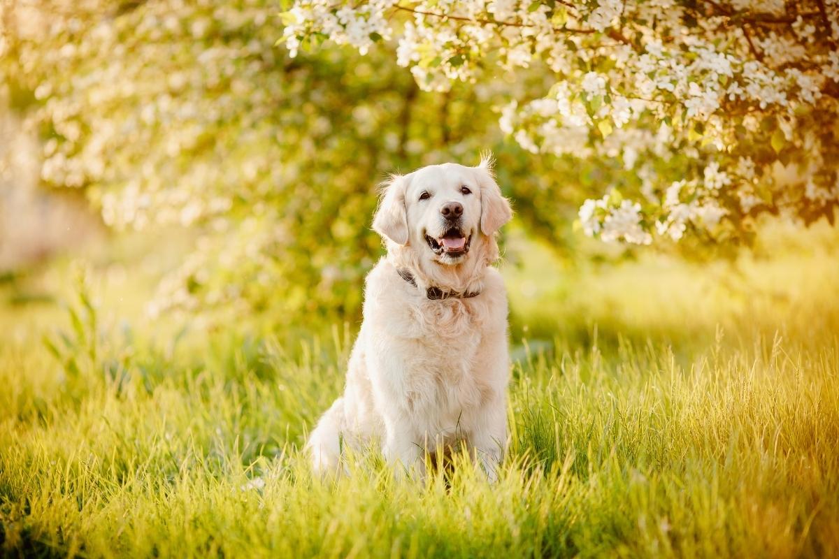 Celebrate Your Pet in Bozeman